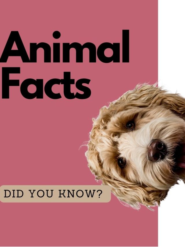 Animals Facts to amaze you