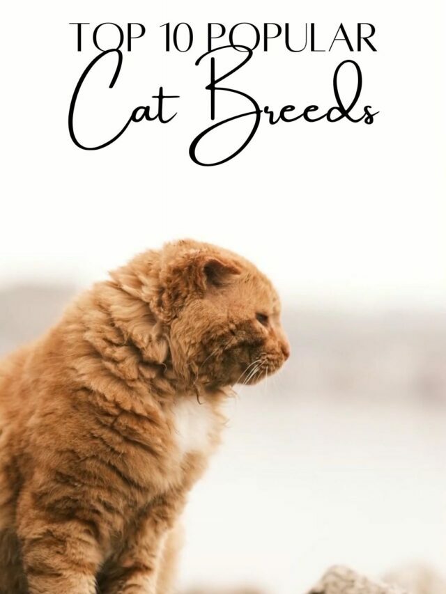 Top 10 popular CAT BREEDS